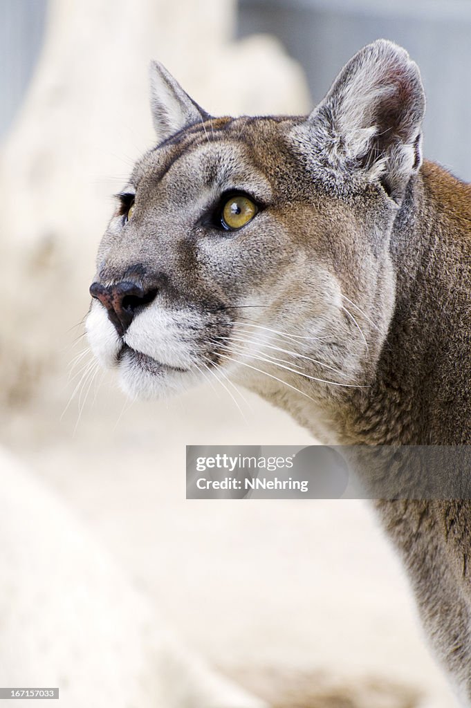 Mountain lion, Puma concolor, head