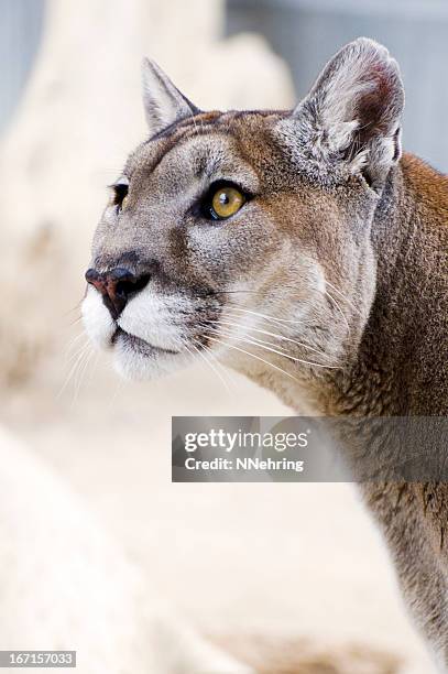 mountain lion, puma concolor, head - cougar stock pictures, royalty-free photos & images