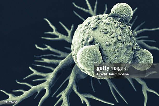t lymphocytes and cancer cell - electron micrograph stock pictures, royalty-free photos & images