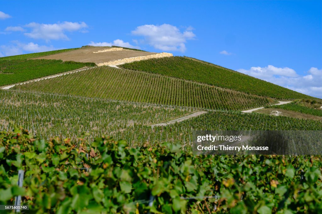 Champagne Harvest In Ay