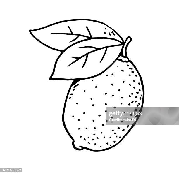 hand drawn lemon - lemon lime stock illustrations