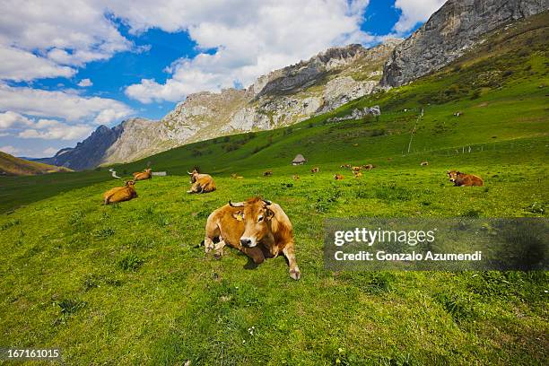 cows in somiedo natural park. - asturias stock pictures, royalty-free photos & images