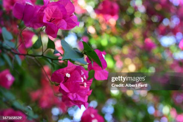 bougainvillea - bougainvillea stock pictures, royalty-free photos & images