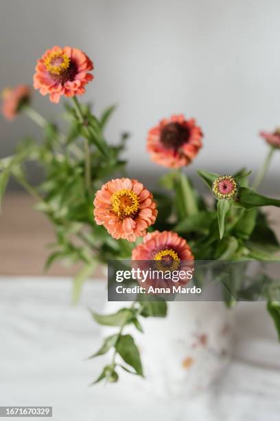 166 Zinnia Vase Stock Photos, High-Res Pictures, and Images