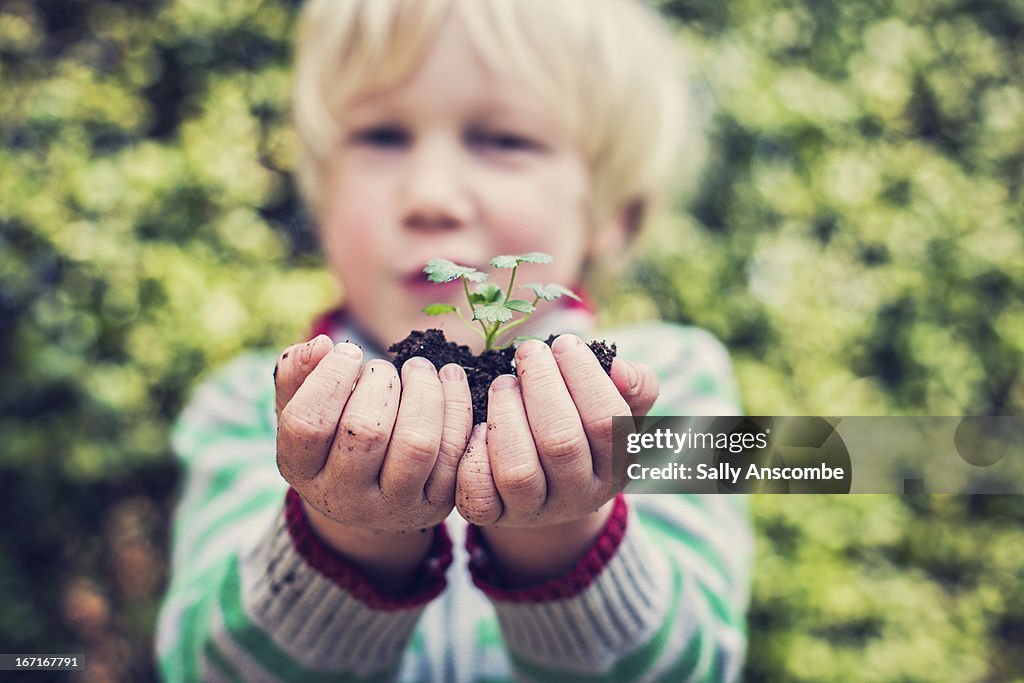 Child holding a plant shoot in his hands