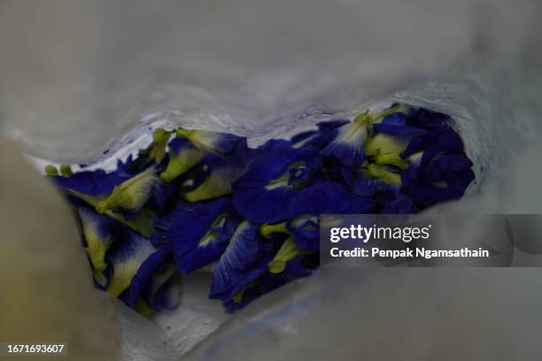 blue butterfly pea violet color flower clitoria ternatea l. in soft focus on green blur nature background flowering vine blooming - clitoria - fotografias e filmes do acervo