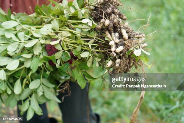 peanut in hand - peanut crop stock pictures, royalty-free photos & images