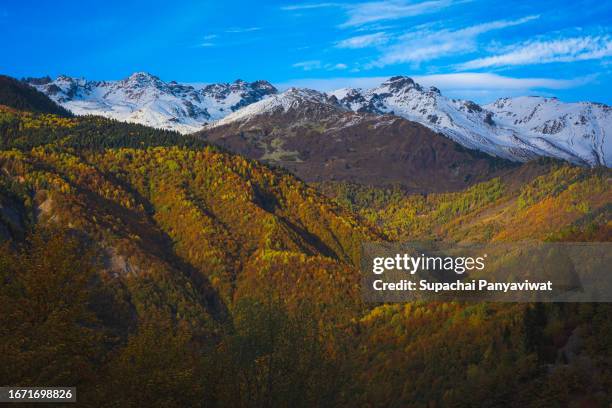 snowcapped mountain range with autumn forest on the way to mestia, georgia - montagnes du caucase photos et images de collection