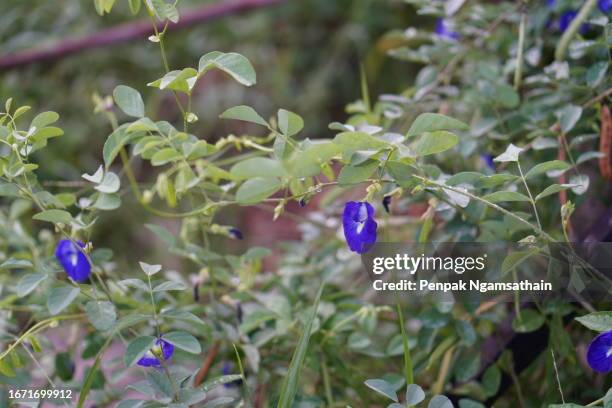 blue butterfly pea violet color flower clitoria ternatea l. in soft focus on green blur nature background flowering vine blooming in garden, which grows in tropics of asia, clitoria ternatea single blue - clitoria stockfoto's en -beelden