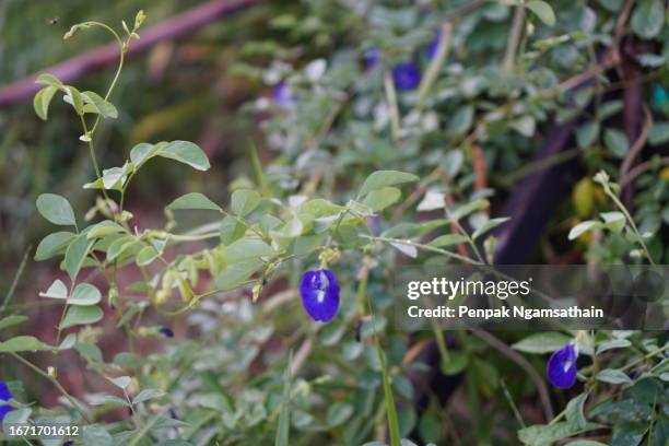 blue butterfly pea violet color flower clitoria ternatea l. in soft focus on green blur nature background flowering vine blooming in garden, which grows in tropics of asia, clitoria ternatea single blue - clitoria stockfoto's en -beelden