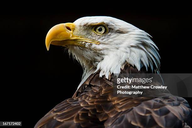 bald eagle fierce gaze - eagle stock pictures, royalty-free photos & images