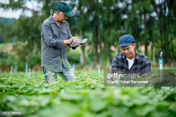 running your agribusiness operations toward sustainability to growing population demands more food. agribusiness japanese owners are checking the tuber of sweet potato crop growth and quality before harvest in sweet potato fields. - agriculture supply chain technology stock pictures, royalty-free photos & images