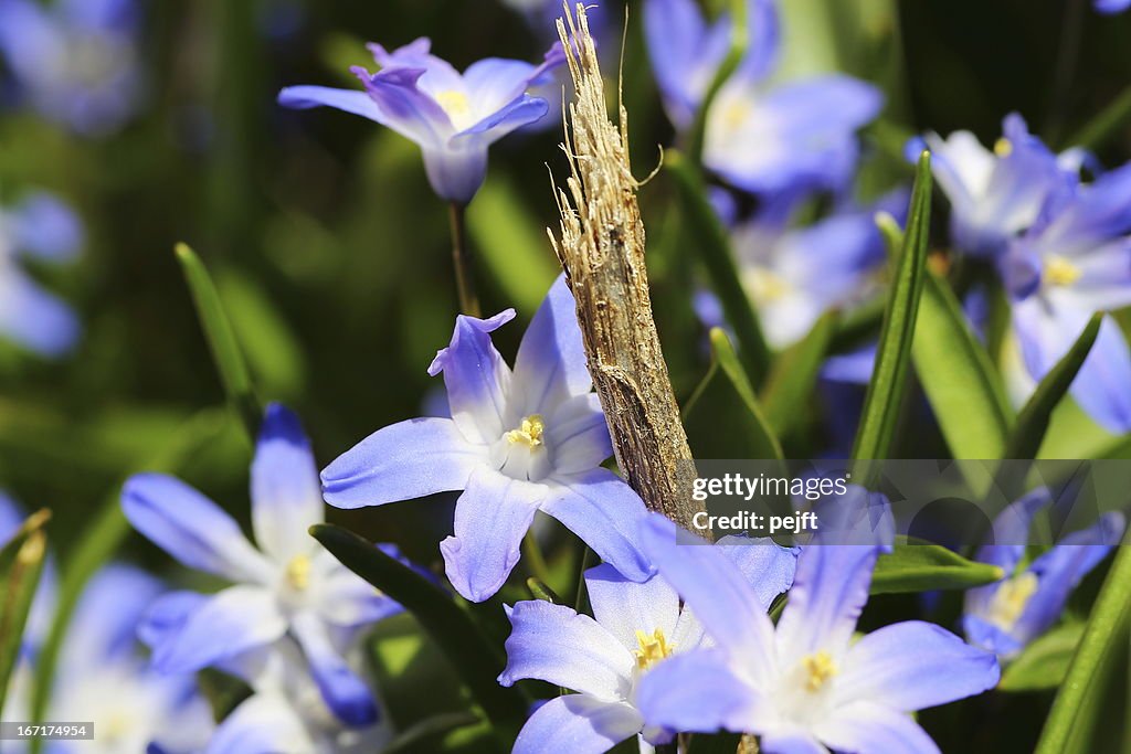 Chionodoxa forbesii, glória de neve cedo de flores da primavera