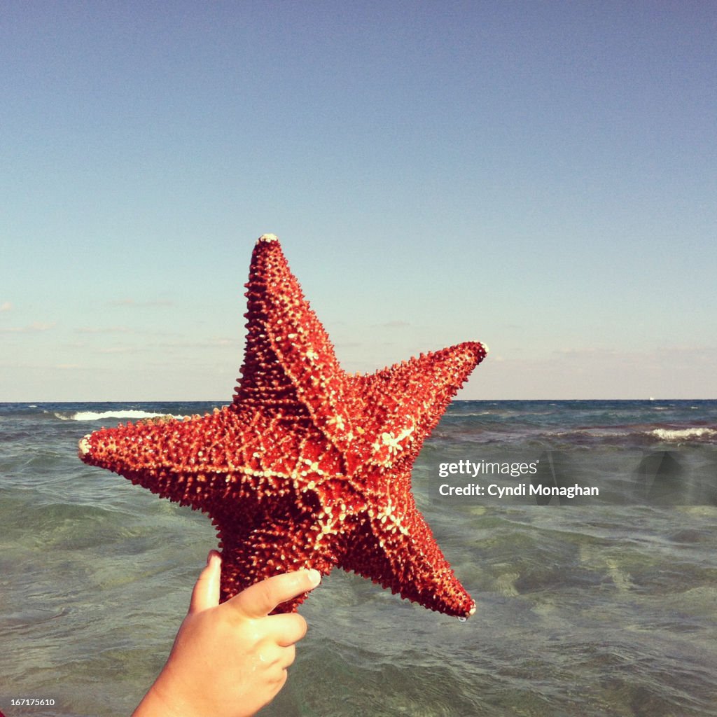 Starfish and the sea