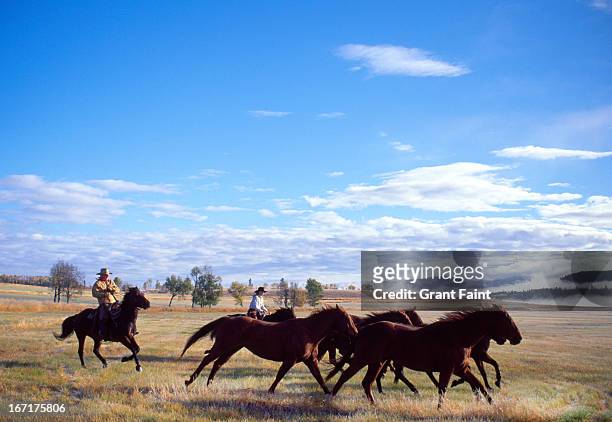 horse round up - grupo mediano de animales fotografías e imágenes de stock