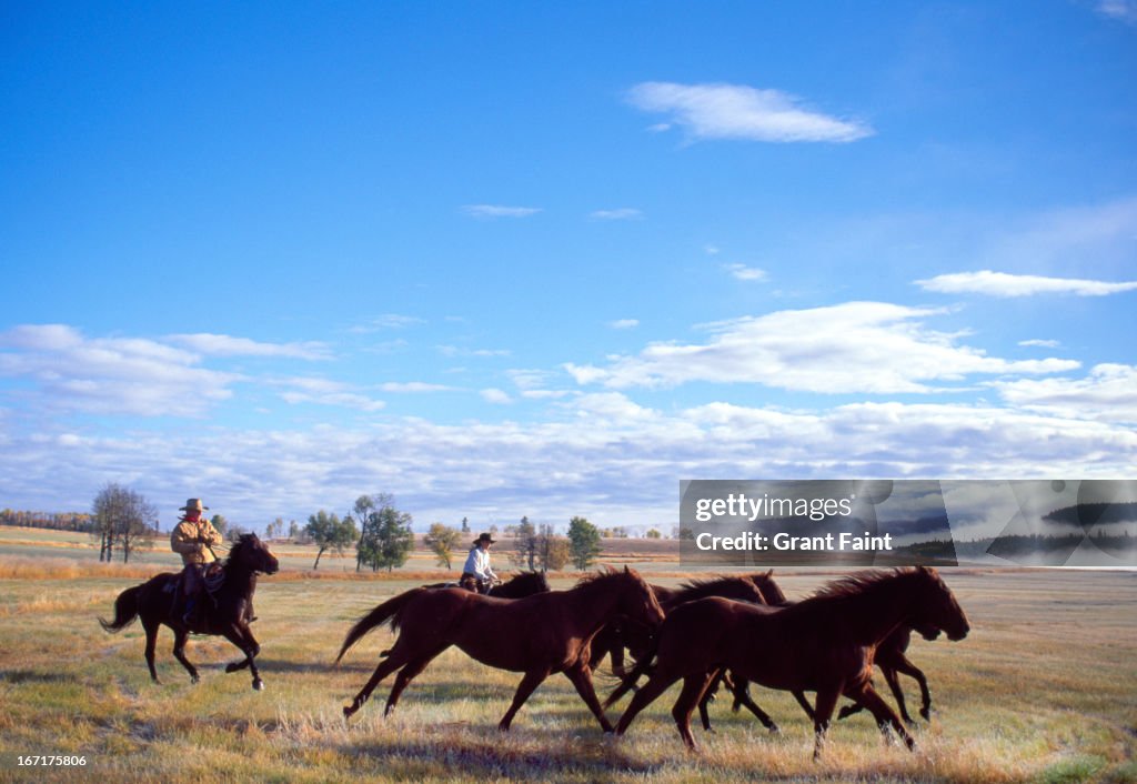 Horse round up