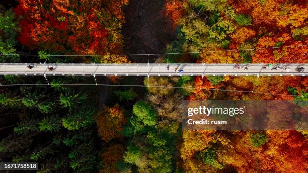 overhead aerial view of suspension footbridge geierlay (hangeseilbrucke geierlay) near mosdorf, germany - voetgangersbrug stockfoto's en -beelden