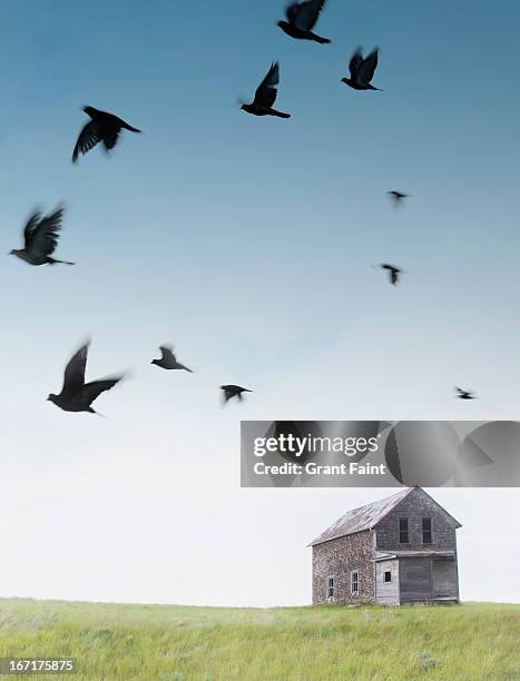 birds flying on old farmhouse - regina fotografías e imágenes de stock