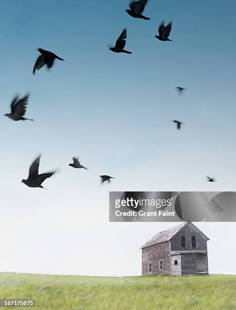 birds flying on old farmhouse - regina saskatchewan stock pictures, royalty-free photos & images