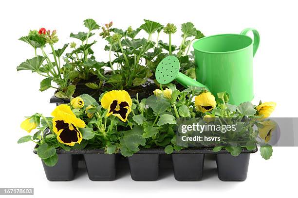 red pelargonium (cransbill) and yellow pansy with water can - peppermint geranium stock pictures, royalty-free photos & images