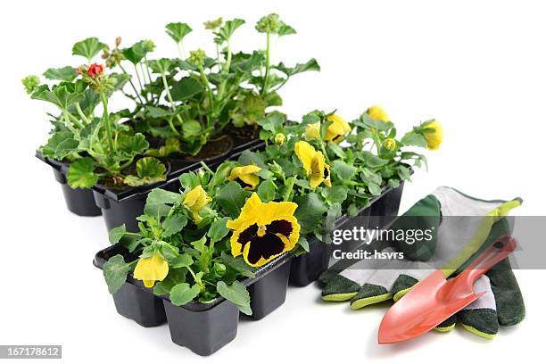 pink orange pelargonium (cransbill) isolated white background - peppermint geranium stock pictures, royalty-free photos & images