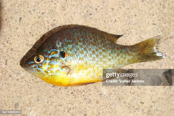 pumpkinseed (lepomis gibbosus) - freshwater sunfish stock pictures, royalty-free photos & images