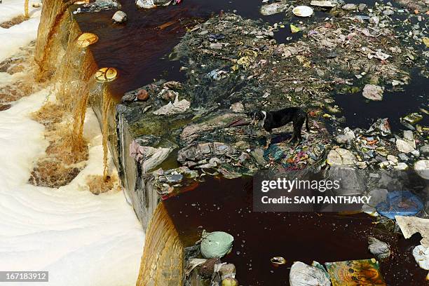 Dog looks on amid trash as polluted waters flow down a canal on the outskirts of Ahmedabad during World Earth Day on April 22, 2013. World Earth Day...