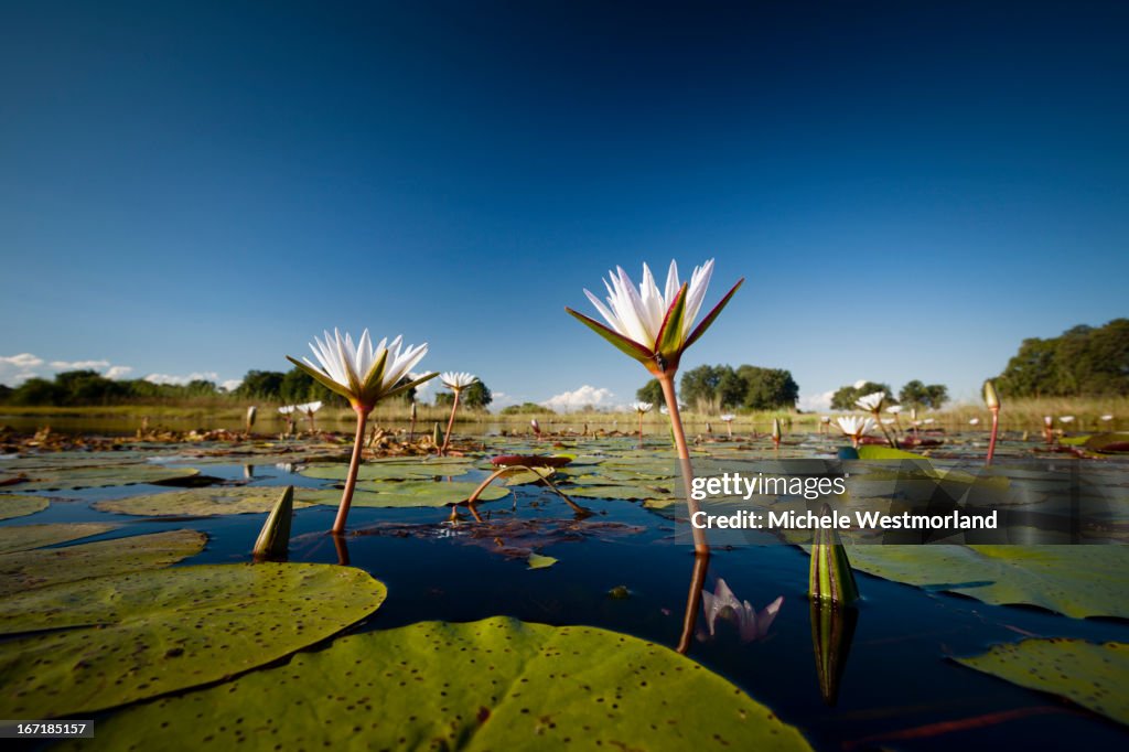 Lilly pads, Okavango Delta, Botswana.