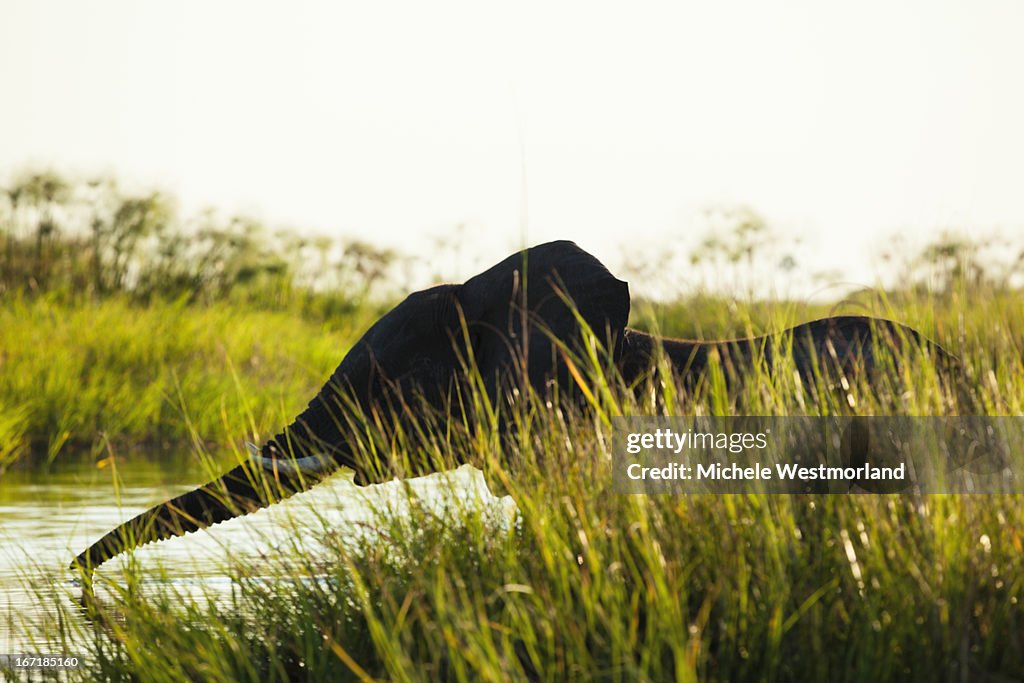 Young Elephant, Okavango Delta, Botswana.