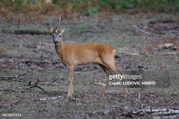 This photograph taken on September 16 shows a European roe deer standing in the woods of the Forest and Animal Park of Rambouillet during mating...