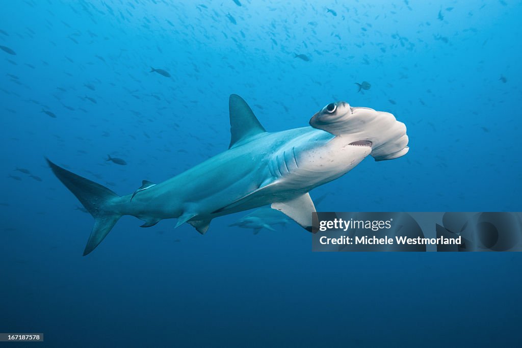 Scalloped Hammerhead Shark, Galapagos Islands.