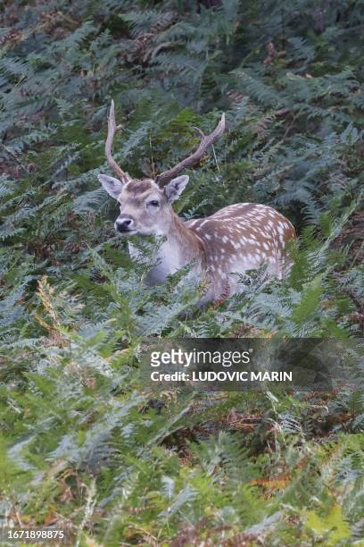 This photograph taken on September 16 shows a deer stag lying in the woods of the Forest and Animal Park of Rambouillet during mating season, south...
