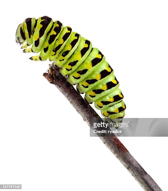 swallowtail caterpillar in profile isolated closeup crawling on twig - butterfly on white stockfoto's en -beelden