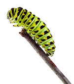 Swallowtail Caterpillar in Profile Isolated Closeup Crawling on Twig