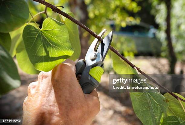 cutting a branch with pruning shears on a sunny day. - emreturanphoto stock pictures, royalty-free photos & images