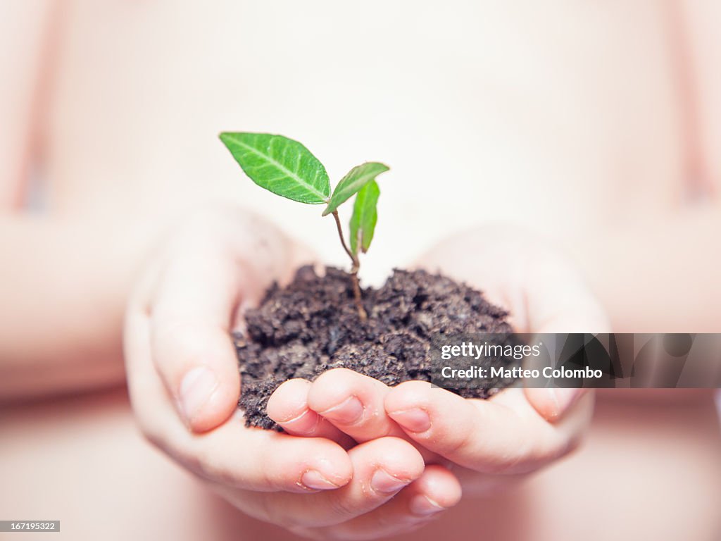 Child hands holding small plant