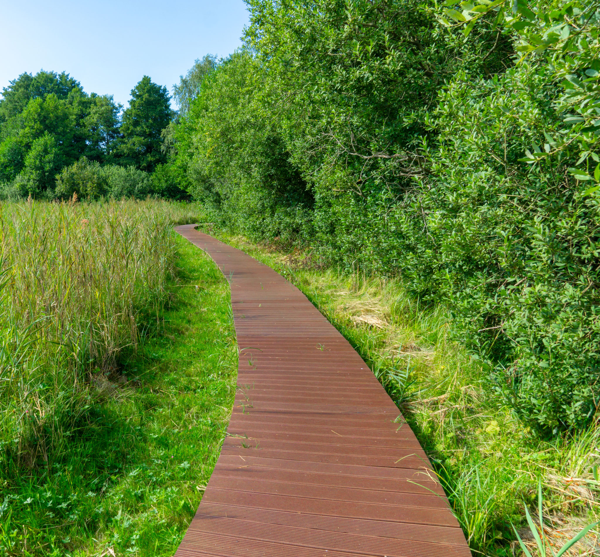 The meadow way trough swamp landscape at Feldberger Seenlandschaft - Mecklenburg, Germany The meadow way trough swamp landscape at Feldberger Seenlandschaft - Mecklenburg, Germany