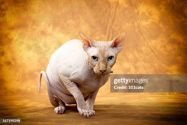 sphynx cat - ugly cat stockfoto's en -beelden