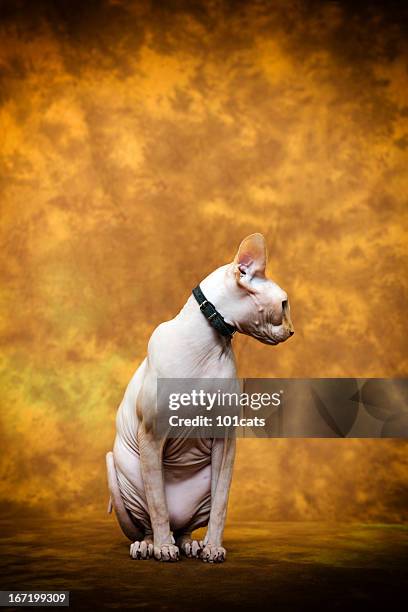 スフィンクスという種類の猫 - ugly cat ストックフォトと画像