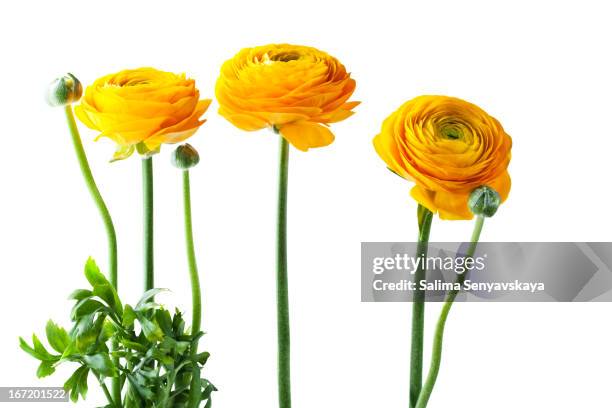 orange ranunkulus - ranunculus bildbanksfoton och bilder