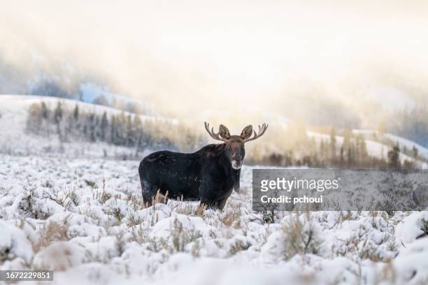 bull moose, alces alces, buck, male animal at sunrise - bull moose jackson stock pictures, royalty-free photos & images
