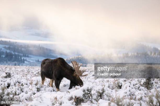 bull moose, alces alces, buck, big male animal at sunrise - bull moose jackson stock pictures, royalty-free photos & images