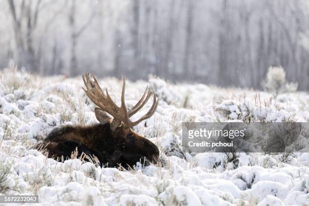bull moose, alces alces, buck, male animal, headshot - bull moose jackson stock pictures, royalty-free photos & images