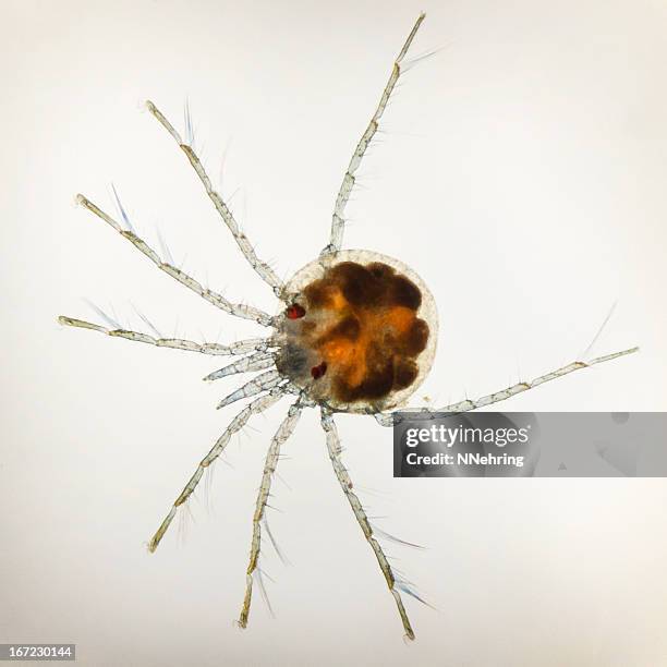 water mite micrograph - water mite stock pictures, royalty-free photos & images