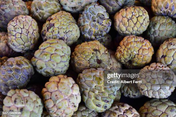 annona squamosa - sugar apple stock pictures, royalty-free photos & images