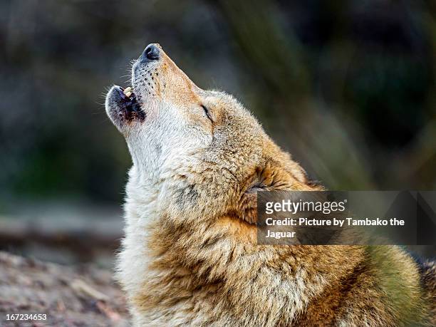 howling wolf - wolf stock-fotos und bilder