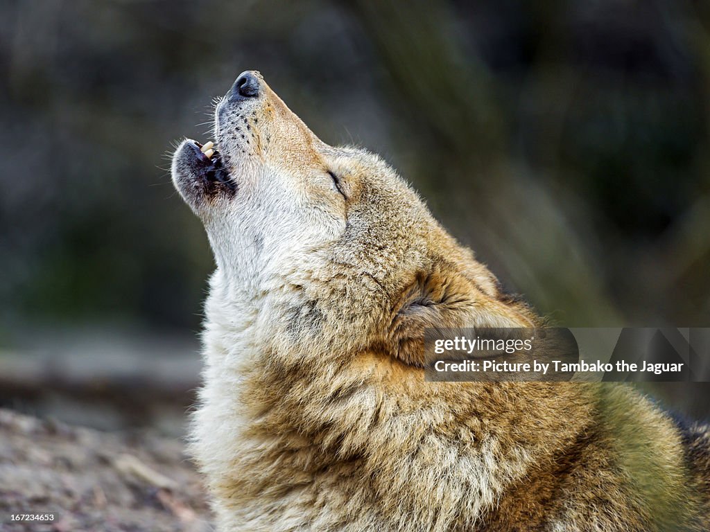 Howling Ra Howling Wolf Profile