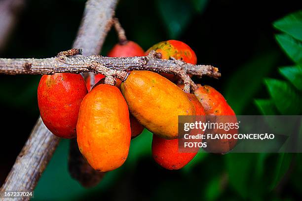 ciriguela_fruit - spondias purpurea stock pictures, royalty-free photos & images