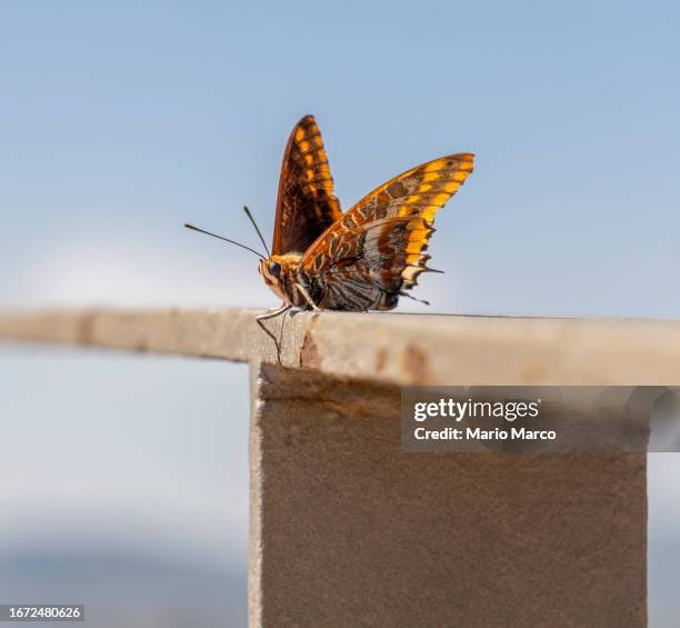 melitaea trivia - apatura ilia foto e immagini stock