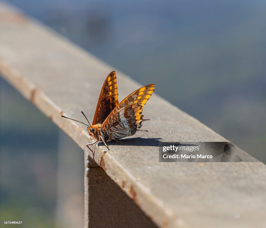 Melitaea trivia